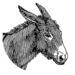 My avatar: a donkey’s head